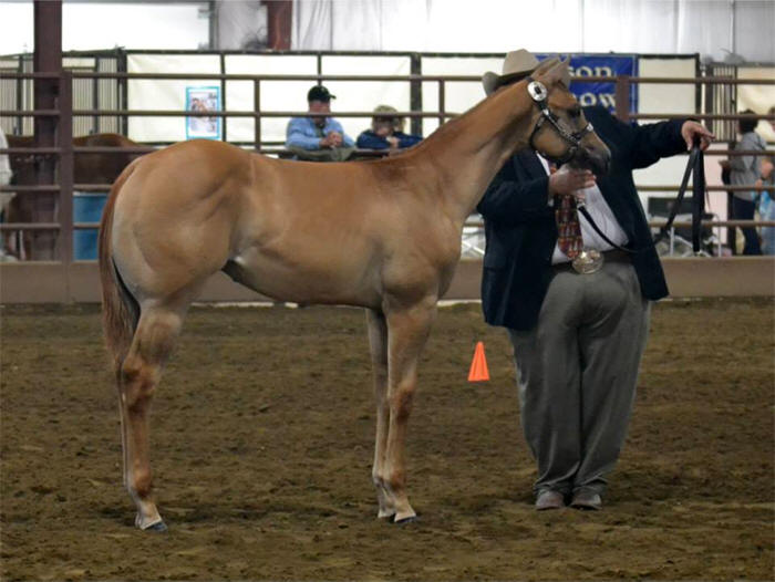 Double L Acres' DC Legacy, APHA/AQHA Halter Horse, World Champion Producer
